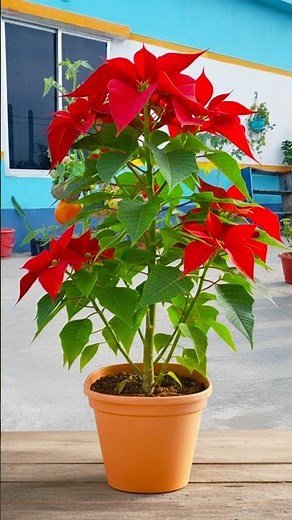 Stem to plant | Easy & simple way to growing red poinsettia flower plant //#reels #highlights