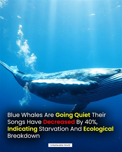 376K views · 20K reactions | Blue Whales Are Getting Quieter — and...