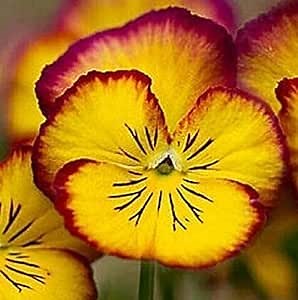 CHUXAY GARDEN Yellow Garden Pansy 100 Seeds Pansy Seeds for Planting Beautiful Hardy Pansy Flowers Non-GMO Heirloom Great for Balcony Garden Yard Showy Ornamental Features