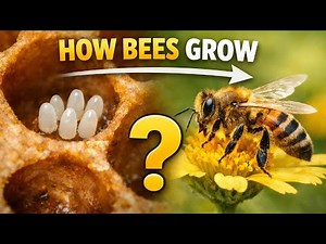 The Life Cycle of Bees | Insect Files