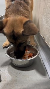Don't worry, the pups got to enjoy a delicious Thanksgiving dinner this week all thanks to The Grinders & Spaghetti House - Bettendorf 🦃🤎 Did you know Grinders provides a special dinner to our pets at the shelter for most major holidays? We are so incredibly thankful to them and truly love to see how much the meals they provide are enjoyed 🥰 | Humane Society of Scott County