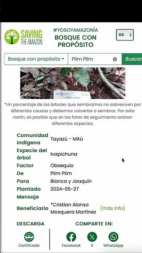 Bosque digital de Plim Plim