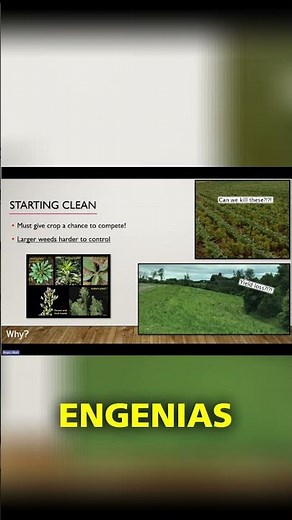 Marestail Control: Fall Weed Management Strategies