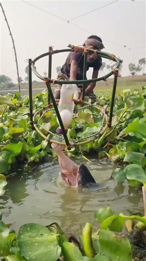 Very Unique Fishing Method Using For Hunting Fish #fishing