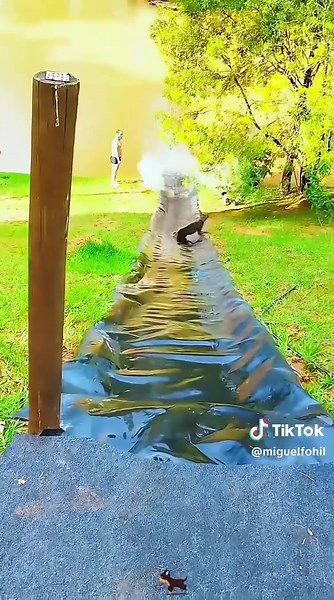 Funny Dogs Falling in Water Compilation