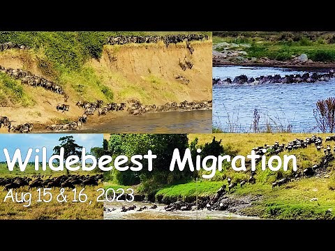 Wildebeest Migration, Mara River Crossing, August 15 & 16, 2023