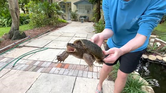 The backyard pond rescue of a massive snapping turtle