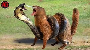 65K views · 798 reactions | Brutal Fights From The Most Venomous Snakes Attack Cruel Prey | Animal World Us | Facebook