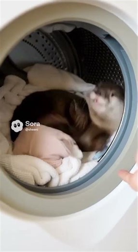 This Otter is Scout | 🌀Otter Climbs Into Washing Machine?! 😂
