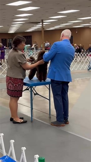 No love for Mr Sir yesterday ! Let’s see what the little gangster has up his sleeve today . Lots of older Open dogs entered so he has to really pull some tricks out of his sleeve . #showdog #brownpoodle | Poetry Poodles