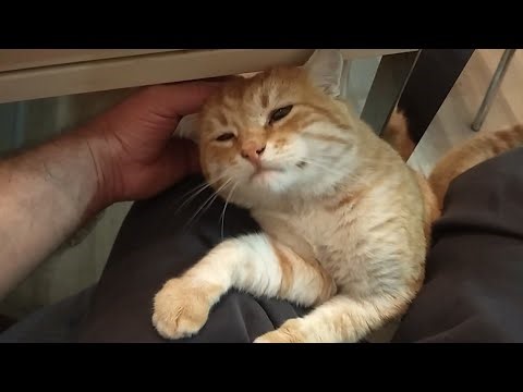 The Kitchen Cuddle Mission | Cuddles Before Kibbles