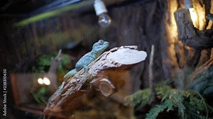 Blue iguana in terrarium