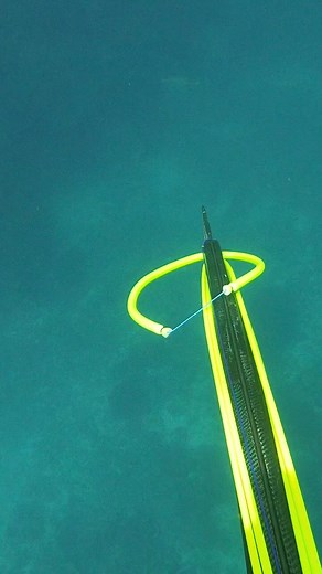 8K views · 146 reactions | Shooting a TINY FISH With a MASSIVE BLUEWATER GUN #hunting #tuna #shorts #reelsfb #fishing #fishing #bigfish #fishing #pesca #pescasubmarina #spearfishing #zipkin #short #reels | The Sea | Facebook