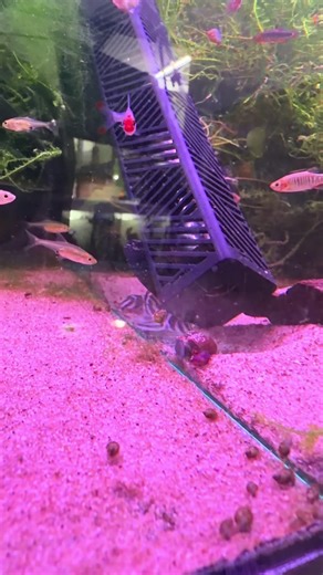 Essential Heater Guard for Your Aquarium Fish