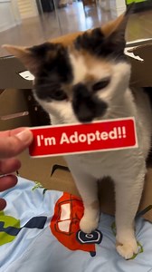 65K views · 7.3K reactions | Adoption success after more than 100...