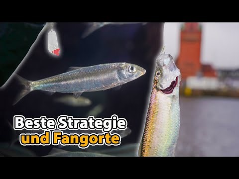 Heringsangeln: Sie sind da!!! (So fängst du sie jetzt)