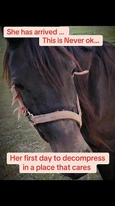 #SpeakUpShe has arrived ! #fypシ゚viralシ #animals #horses #horsesofinstagram #rescue #speak up | Border Horse Slaughter Rescue
