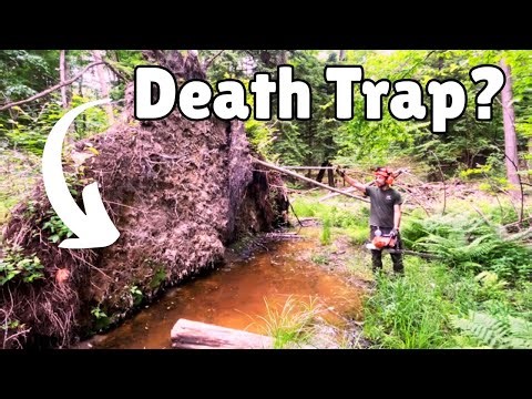 This could be a death trap! Pushing line trees over with a dozer and elm tree gushing water