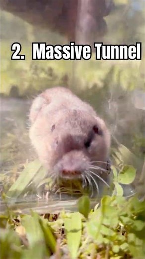 3 Things You Didn’t Know About Botta's Pocket Gopher