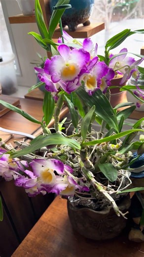 #Dendrobium nobile #orchid fully blooming in my #home - March 2026