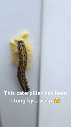 Nature’s Real-Life Alien: The Parasitic Wasp vs. Caterpillar 🐛🐝 gruesome but the circle of life .