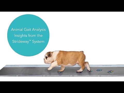 Animal Gait Analysis Insights from the Strideway System