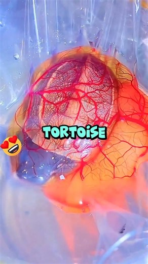 Saving a Tortoise With No Shell #shorts