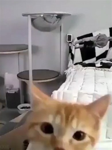 Midnight on Instagram: "a drawing that I did a week ago, I've never drawn my M10 Wolverine OC Ethan before soooo here he is his design is kind of based on dogs, mainly the malinois or the german shepherd mixed with the brown and khaki(?) camo of the M10 that's fighting in Italy, oh yeah and also he's a cowboi 🤠 yeehaw pluh #tankmorph #myart #m10wolverine #m10 #ibispaintx #originalcharacter #livingmachine"