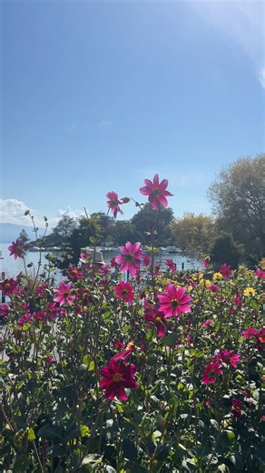 A peaceful walk by the lake in Morges—calm water, mountain views, and quiet moments. 🌸 | Swiss Travel Tips