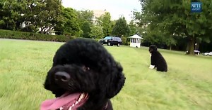 Sunny the dog carries on White House tradition
