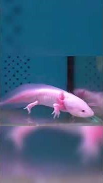 Fascinating axolotls facts for kids!
