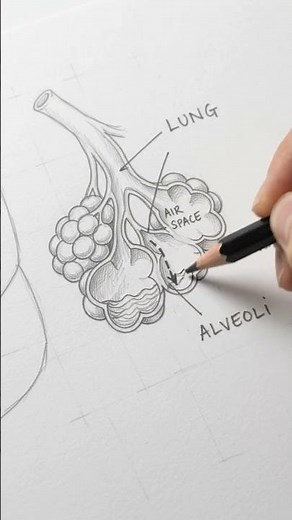 What Happens in Pulmonary Edema? 🫁 | Explained