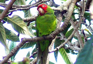 Michigan shelters caring for 836 parakeets rescued from animal hoarder’s home