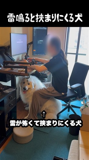 雷鳴ると怖くて挟まりにくる大型犬 #グレートピレニーズ #greatpyrenees #大型犬 #大型犬のいる生活 #可愛い #可愛い犬 #癒し #いやしわんこ