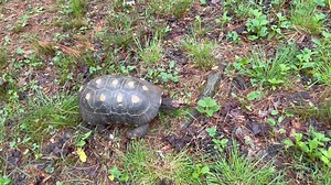 1.7K views · 14 reactions | Turtle Island Preserve on Reels | Facebook