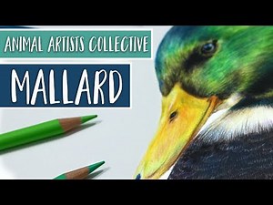 Animal Artists Collective | Drawing a MALLARD DUCK with Colored Pencil