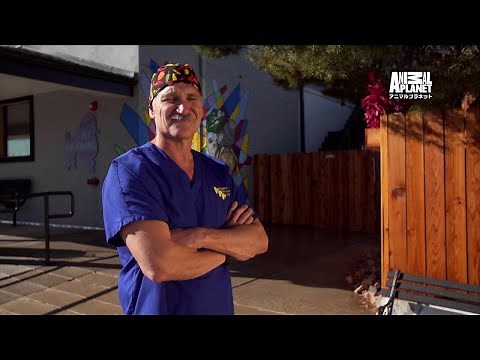 デンバー動物クリニック シーズン4｜アニマルプラネット