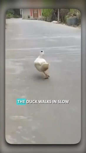 This Duck Thinks It’s a Supermodel 😭🦆 | Funniest Catwalk Ever! #animals #duck #catwalk