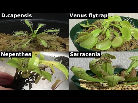 How to Keep Carnivorous Plants Healthy for 2025 Beginners