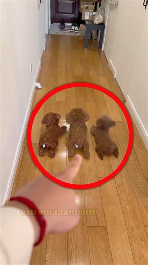 The owner doesn't know where the real dog is#funny #dog #shortvideo