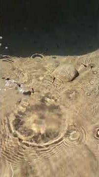 Watch Tadpoles Wiggle! | Fun Nature Video for Kids 🐸 Tadpoles Swimming in Crystal Clear Water