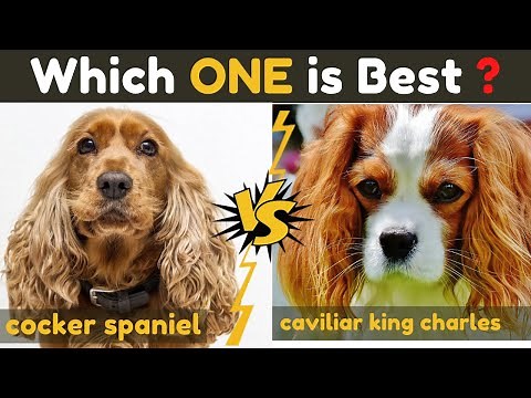 Cocker Spaniel vs Cavalier king charles spaniel - Comparison Between Two Dogs Breed