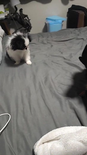 Japanese Chin | Japanese Chin