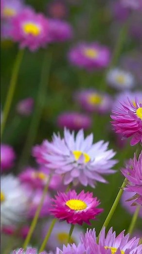花は咲く 打楽器コンサートまであと18日