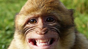 Baby Macaques Smile In Their Sleep, Just Like Humans