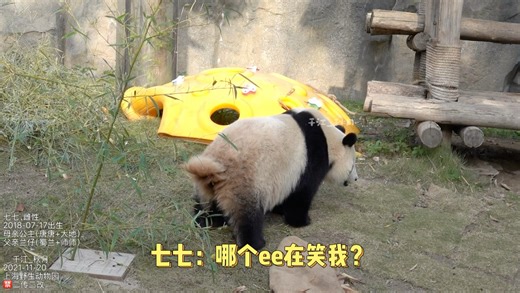 七七你便秘了么？小肚子一鼓一鼓的用力拉青团，太可爱啦！游客们都在给七七加油鼓劲，就是有的ee笑得过于猖狂，你记住她哈！ ©️千江_秋月 2021-11-20拍摄