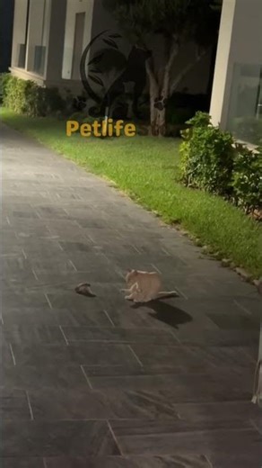 Cat vs Frog: The Ultimate Showdown #short