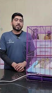 Cat Forelimb Amputation – Causes & Recovery 🐱