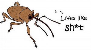 【熟肉】为什么投胎成象鼻虫惨爆了 Why It Sucks to be Born as an Acorn Weevil