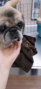 16K views · 1.9K reactions | WE ARE GOING TO HAVE GRANDPUGGIES. One...